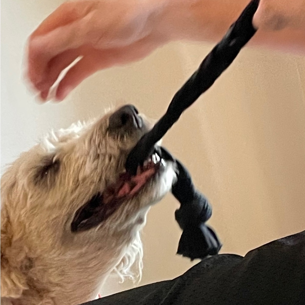 Dog- Rope Toy - Picture 4 of 5